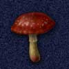 mushroom-s.jpg